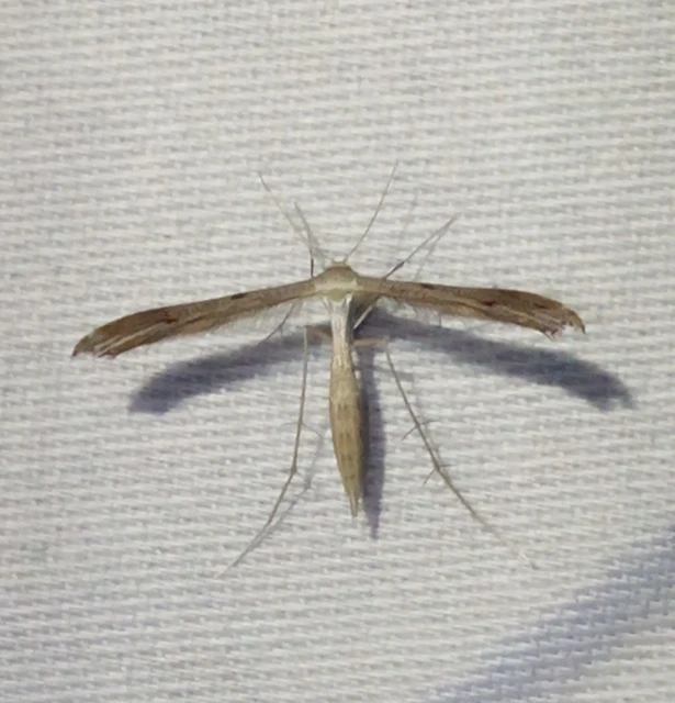 Pterophoridae - tollasmolyfélék