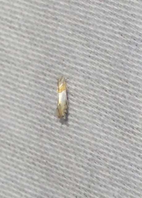 Phyllonorycter roboris - tölgyaknázó sátorosmoly