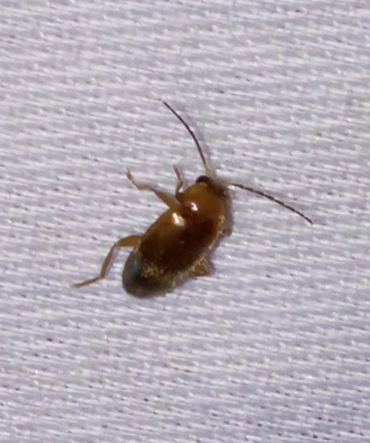 Scirtidae - rétbogárfélék