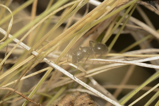 Camponotus atricolor - nyerges lóhangya