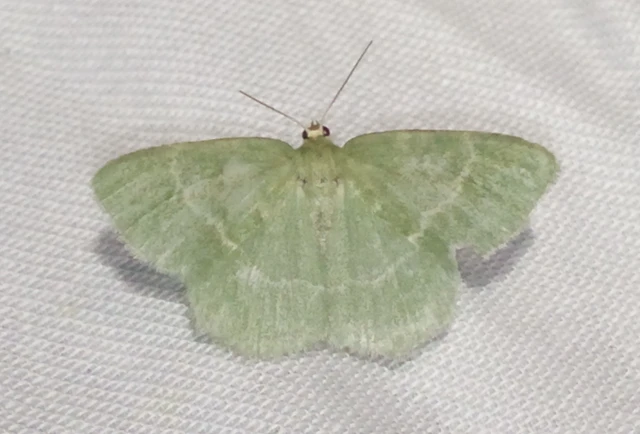 Chlorissa cloraria - sárgászöld araszoló
