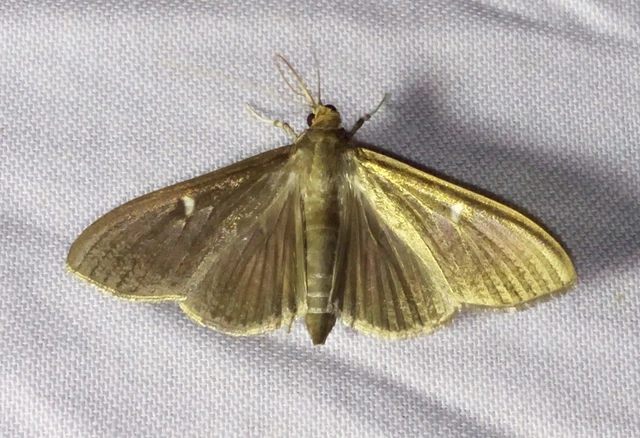 Cydalima perspectalis - puszpáng-tűzmoly
