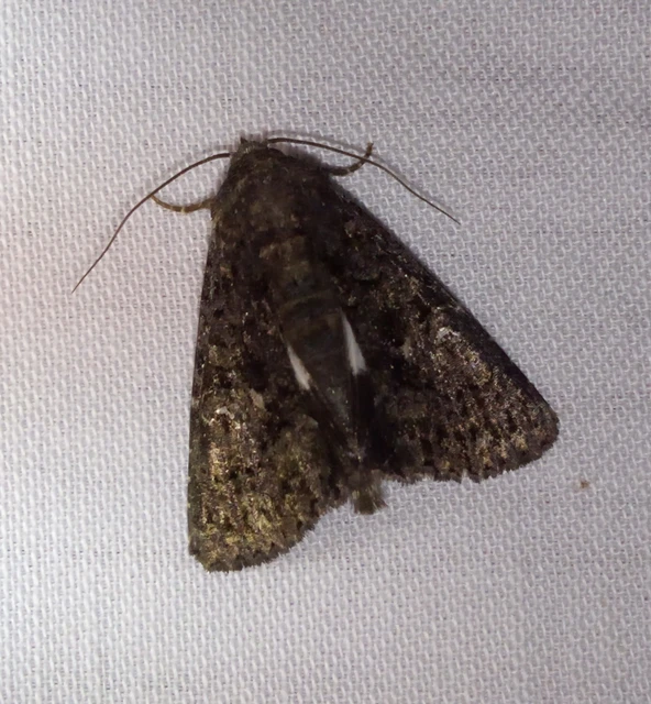 Anophia leucomelas - déli folyófűbagoly