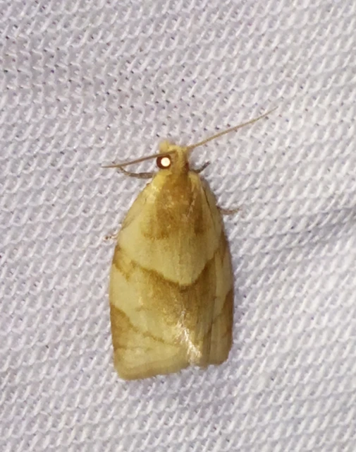 Clepsis rurinana - fakó sodrómoly