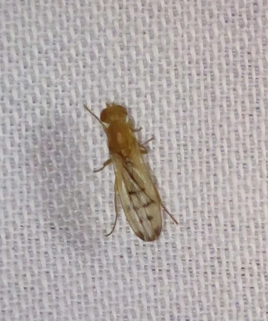 Opomyza