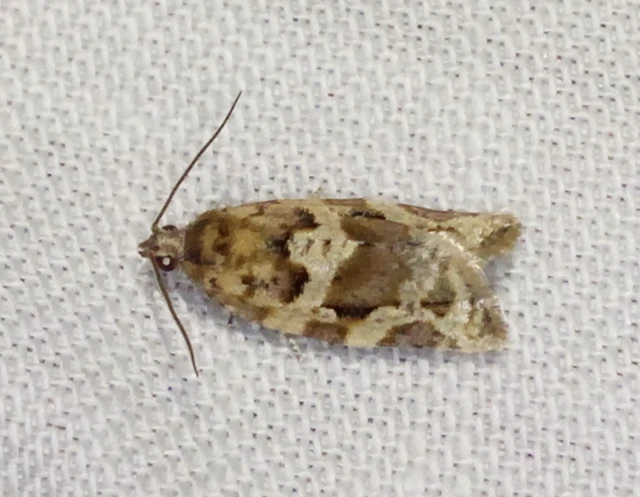 Argyrotaenia ljungiana - ékes sodrómoly
