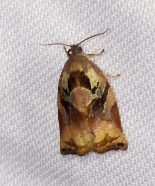 Archips podana - dudvarágó sodrómoly