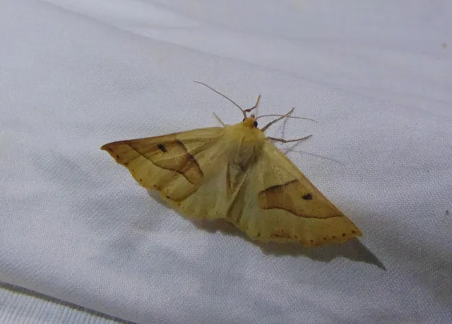 Crocallis elinguaria - sárga sávosaraszoló