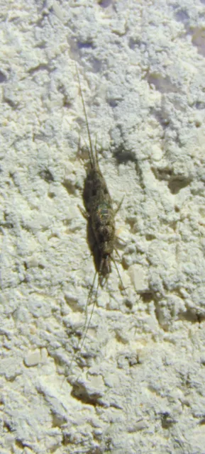 Archaeognatha - Ugróősrovarok