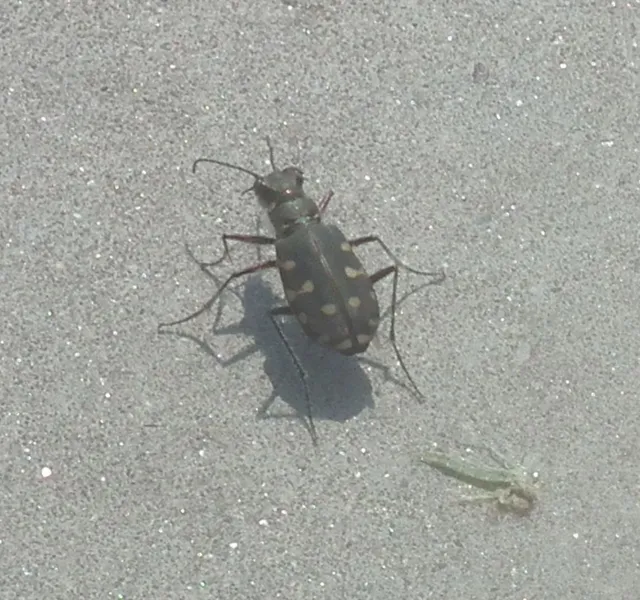 Calomera littoralis nemoralis - sziki homokfutrinka