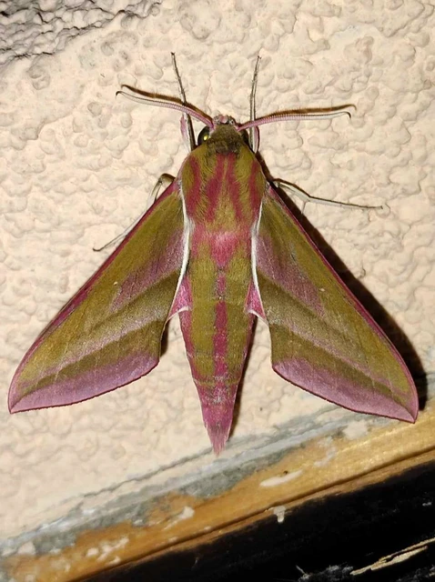 Deilephila elpenor - szőlőszender