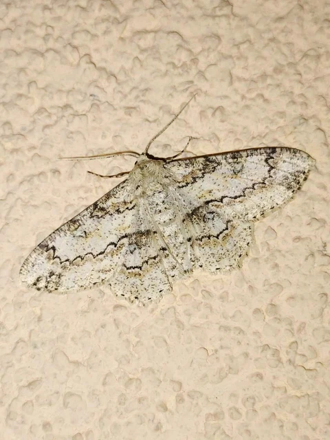 Ascotis selenaria - holdas faaraszoló