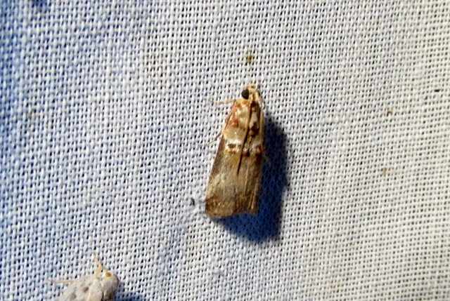 Acrobasis tumidana - bordás karcsúmoly