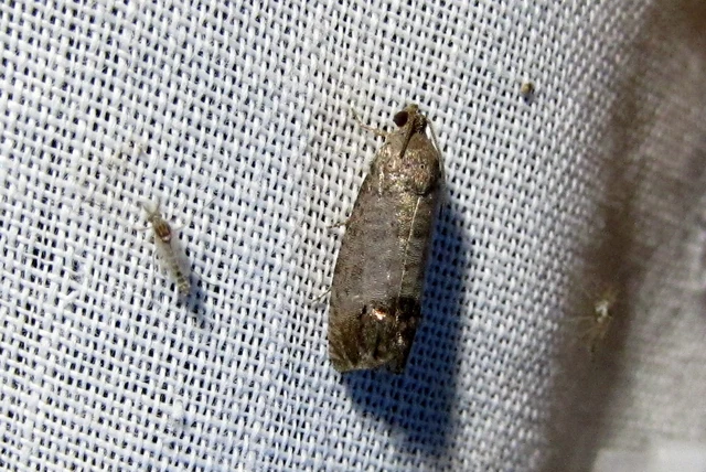 Cydia pomonella - almamoly
