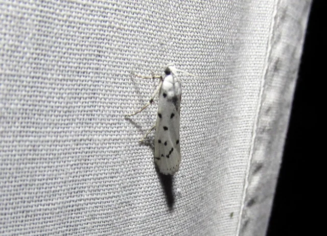 Myelois circumvoluta - pettyes karcsúmoly