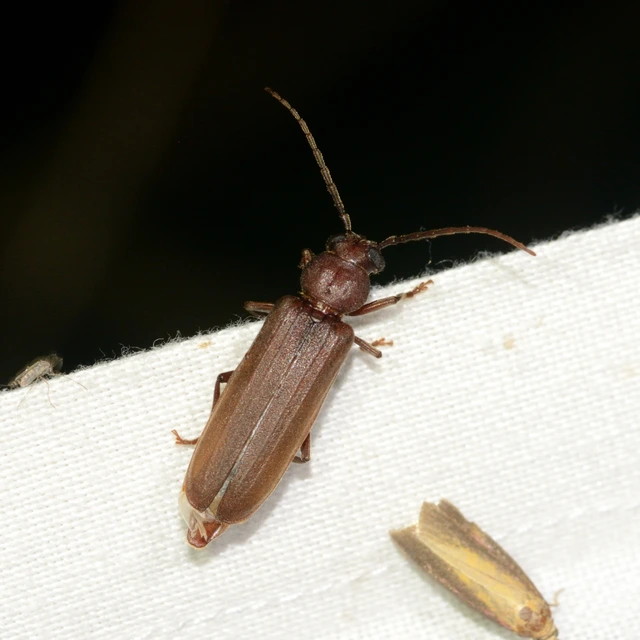 Arhopalus rusticus - gödrösnyakú cincér
