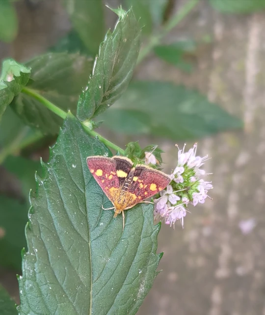 Pyrausta aurata - aranyló bíbormoly