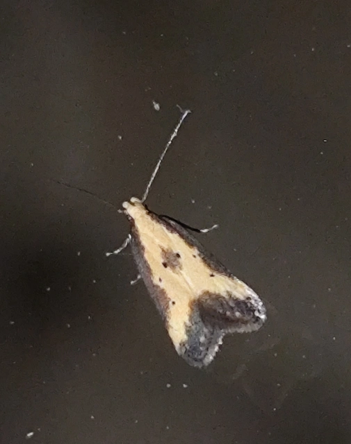 Brachmia dimidiella - citromkocsord-lápimoly