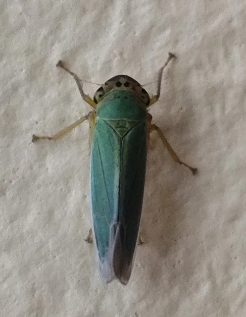 Cicadella viridis - méregzöld kabóca
