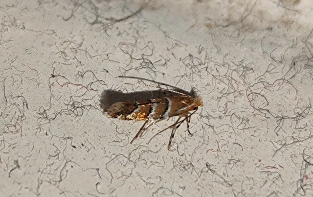 Cameraria ohridella - vadgesztenye-sátorosmoly
