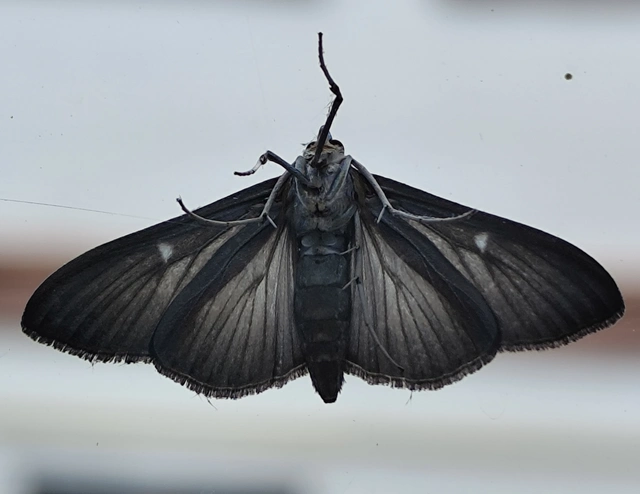 Cydalima perspectalis - puszpáng-tűzmoly
