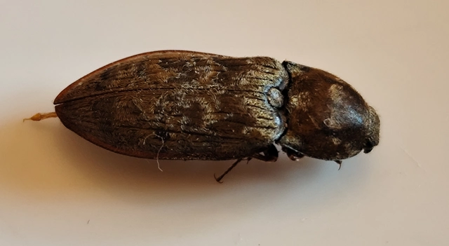 Prosternon chrysocomum - nagy kockáspattanó