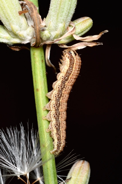 Schinia cognata - nyúlparéj-nappalibagoly