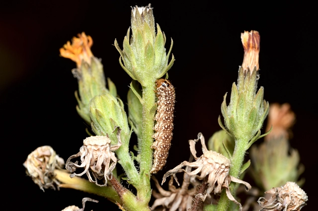 Schinia cardui - keserűgyökér-nappalibagoly