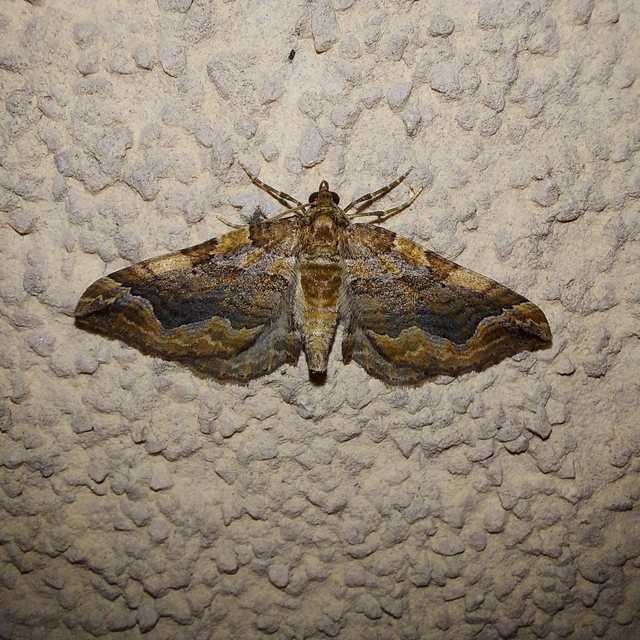 Pelurga comitata - nagy tarkaaraszoló