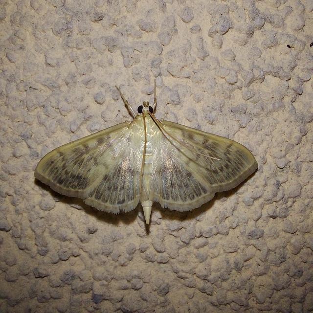 Patania ruralis - csalánevő tűzmoly