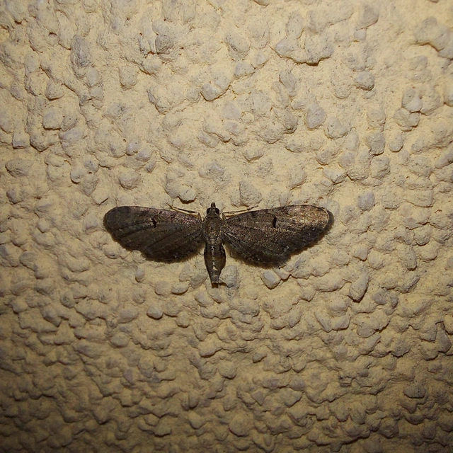 Eupithecia absinthiata - üröm-törpearaszoló