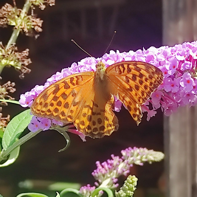 Argynnis paphia - nagy gyöngyházlepke