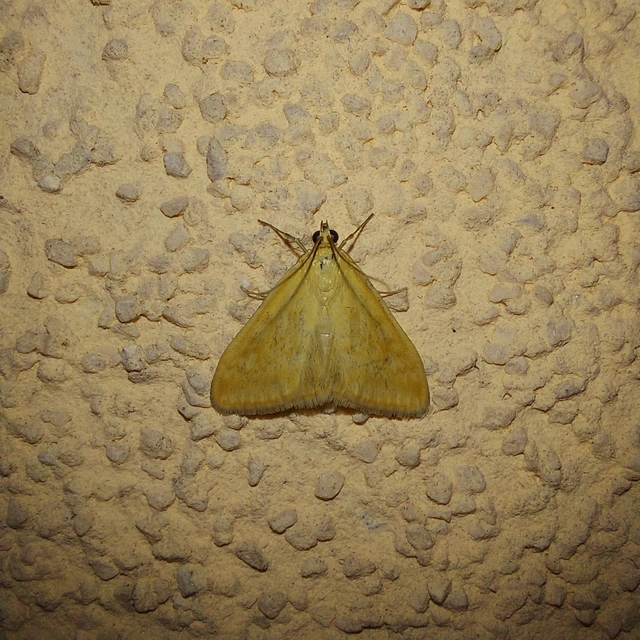 Sitochroa verticalis - világossárga dudvamoly