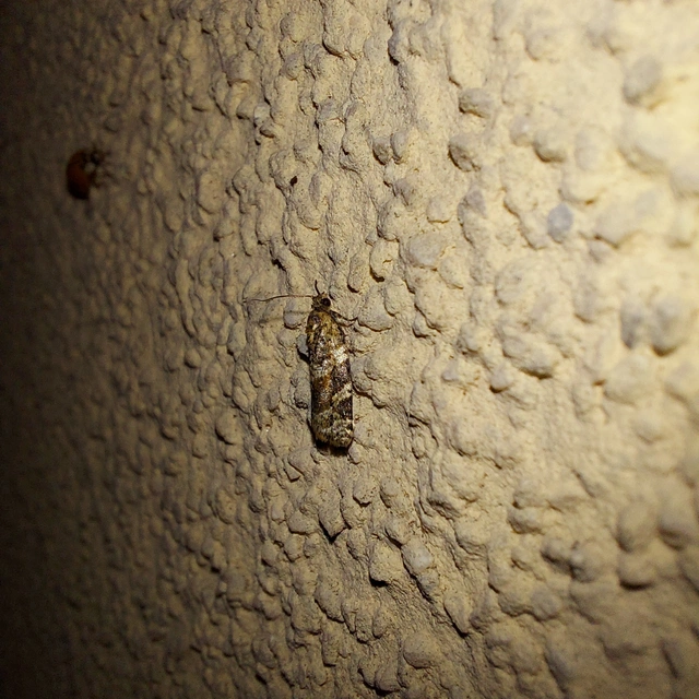 Argyrotaenia ljungiana - ékes sodrómoly
