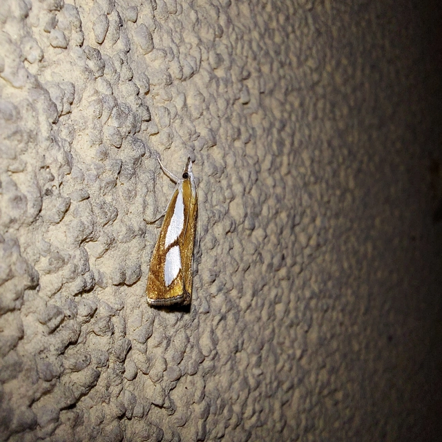 Catoptria
