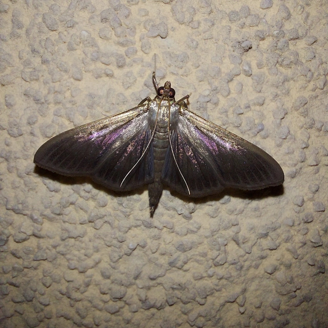 Cydalima perspectalis - puszpáng-tűzmoly