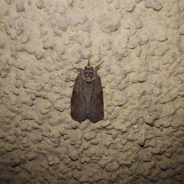 Nycteola asiatica - nyárfa-trapézbagoly