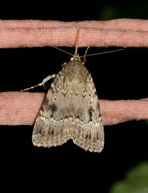 Amphipyra berbera/pyramidea