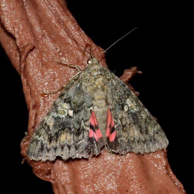Catocala sponsa - tölgyfa-övesbagoly