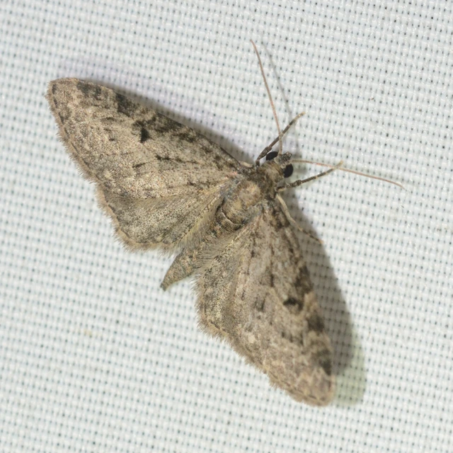 Eupithecia virgaureata - aranyvessző-törpearaszoló