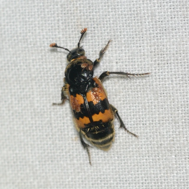 Nicrophorus vespillo - közönséges temetőbogár