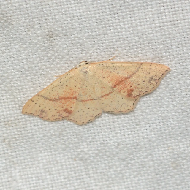 Cyclophora punctaria - sávos pettyesaraszoló