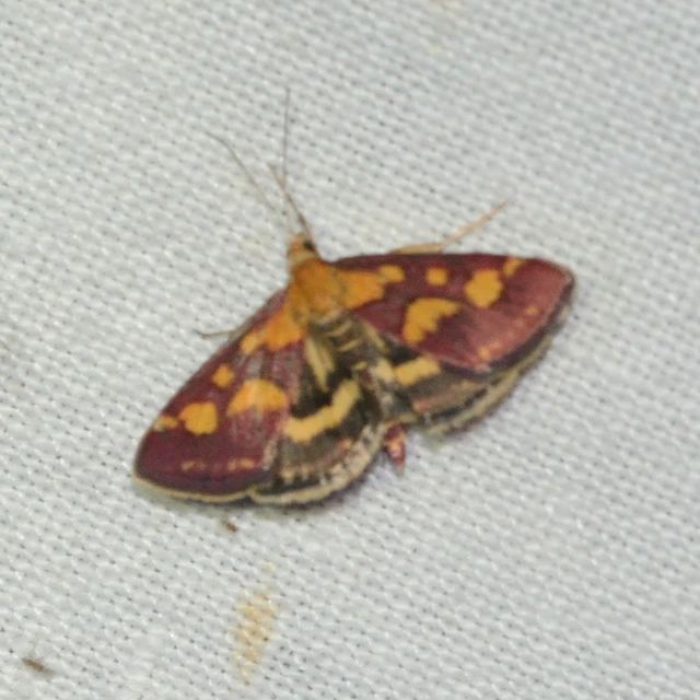 Pyrausta purpuralis - közönséges bíbormoly