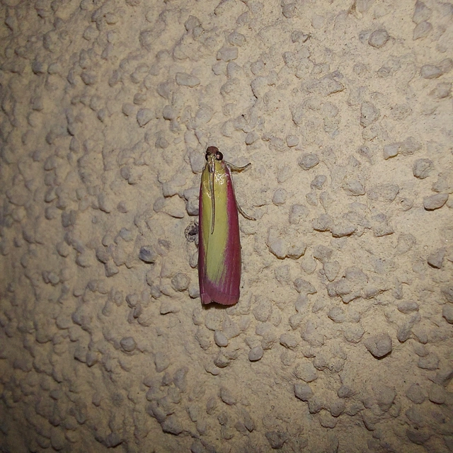 Oncocera semirubella - lucernamoly