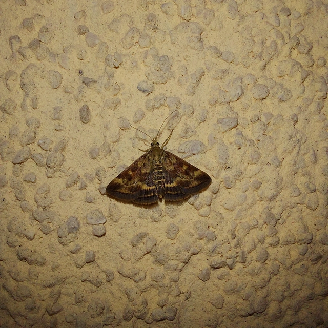 Pyrausta despicata - réti bíbormoly