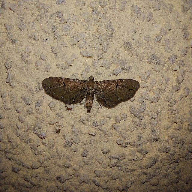 Eupithecia absinthiata - üröm-törpearaszoló