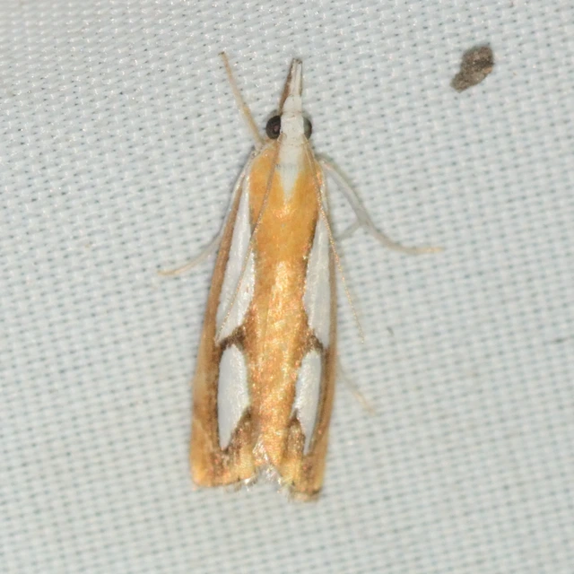 Catoptria