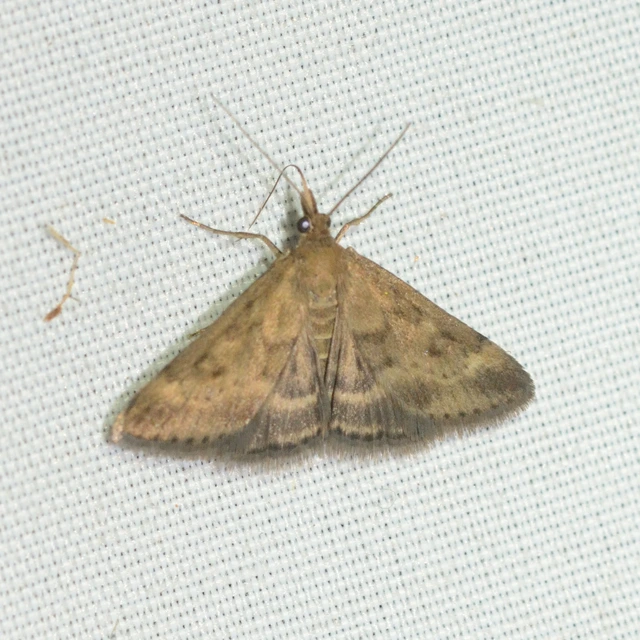 Pyrausta despicata - réti bíbormoly