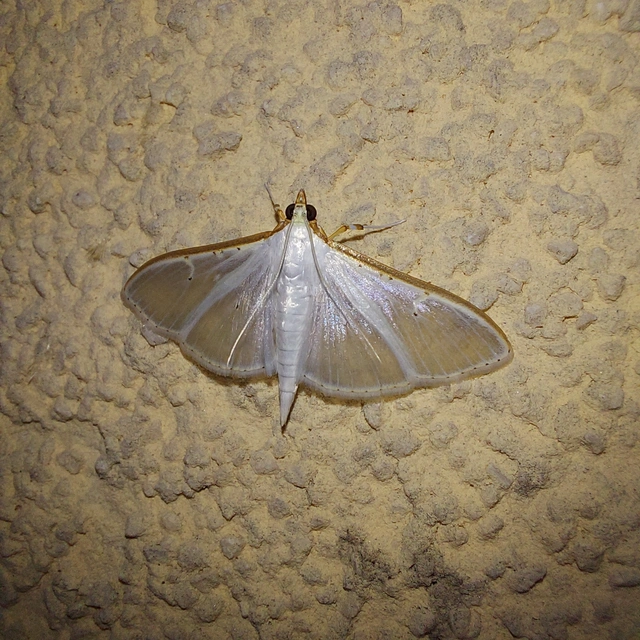 Palpita vitrealis - hófehér tűzmoly