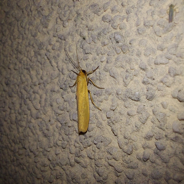 Eilema lutarella - narancsszínű zuzmószövő